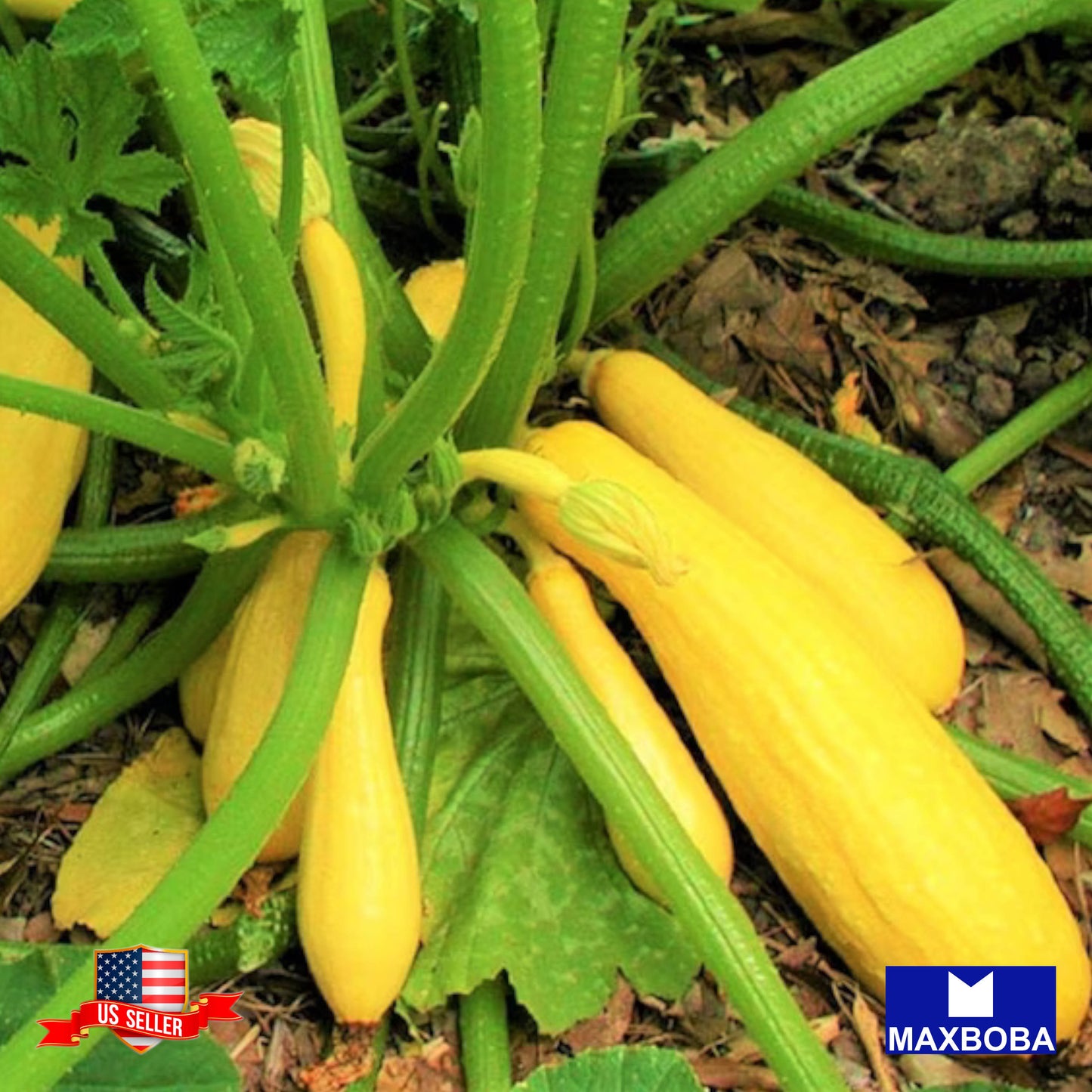 Squash Seeds Summer Crookneck (Organic) Heirloom Vegetable Non-GMO