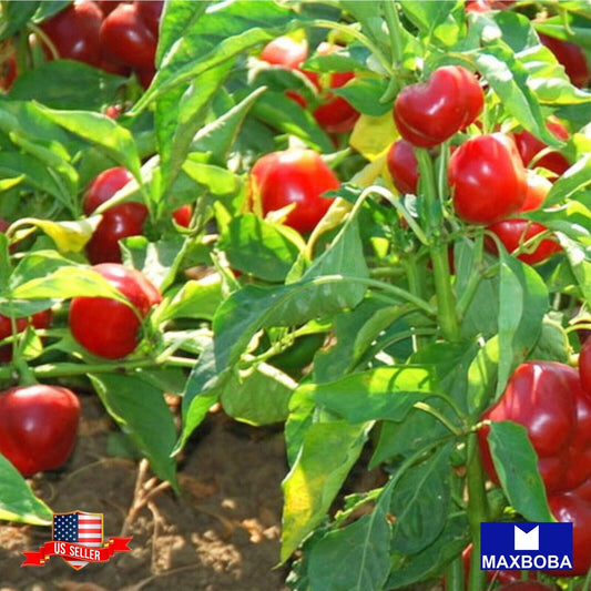 Pepper Seeds - Hot - Large Red Cherry Hot Non-GMO Heirloom Vegetable