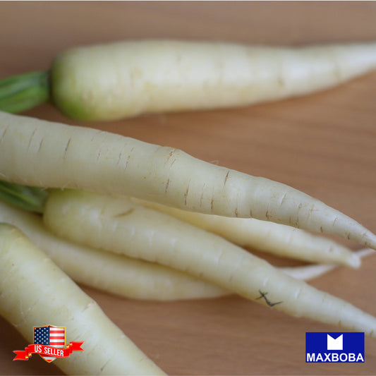 Radish Seeds - White Icicle Non-GMO / Heirloom / Garden Vegetable / Fresh