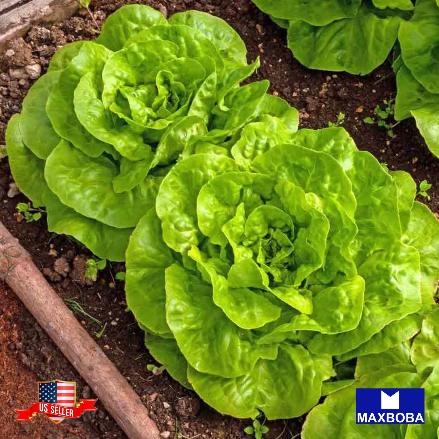 Lettuce Fresh Seeds - Butterhead - Buttercrunch Non-GMO Heirloom Vegetable