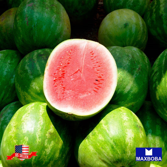 Fresh!!All Sweet Premium Fresh Seeds Watermelon - Non-GMO Heirloom Garden