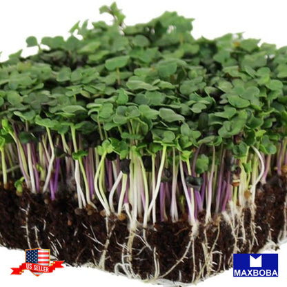 Spicy Salad Mix Microgreens Seeds Heirloom Non-GMO