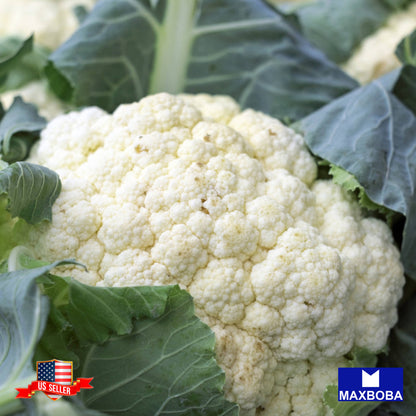 Cauliflower Self-Blanche Seeds Vegetable Heirloom Non-GMO