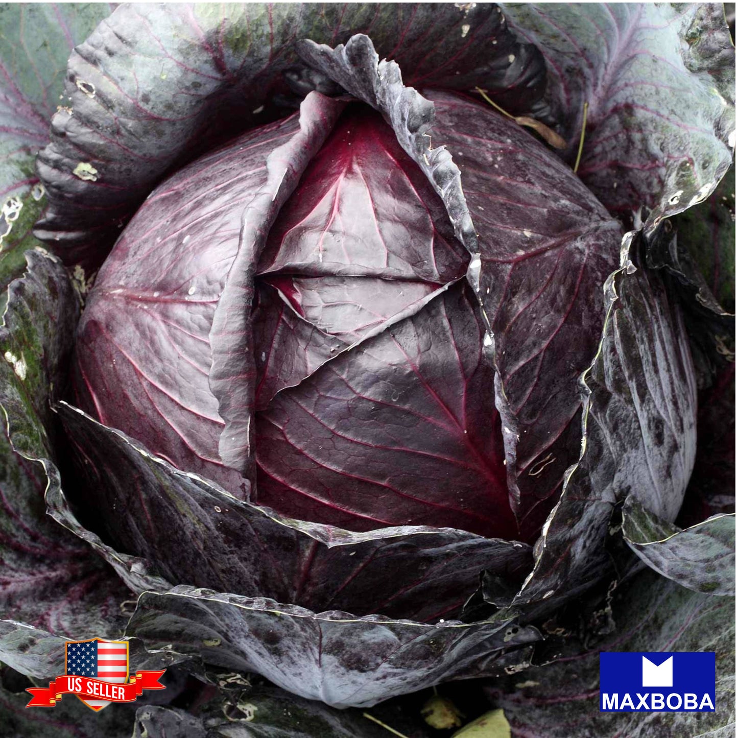Cabbage Seeds - Red Acre (Organic) Non-GMO Heirloom Garden