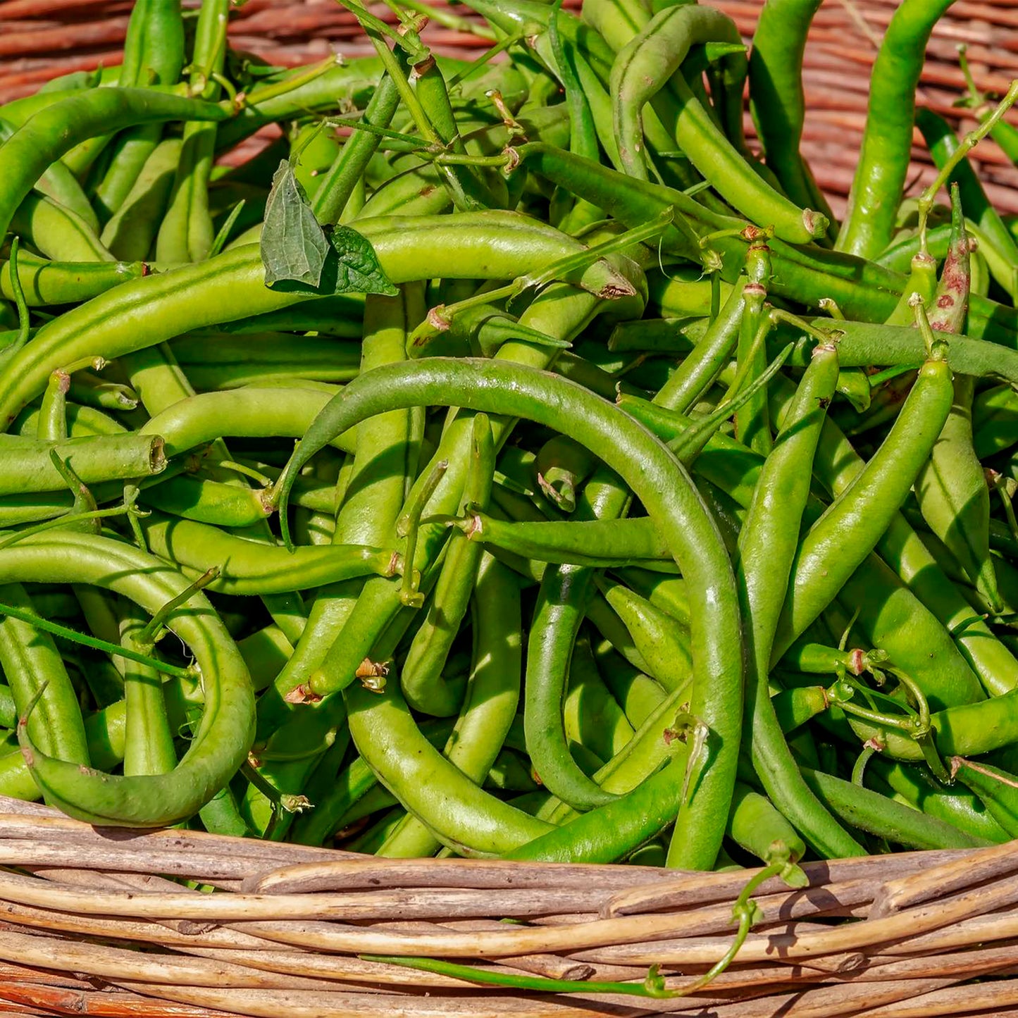 Bean Fresh Seeds - Bush - Strike Non-GMO Heirloom Vegetable Garden