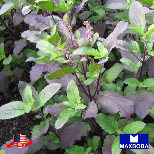 Basil Herb Seeds - Red Leaf Holy Basil Non-GMO Heirloom Garden