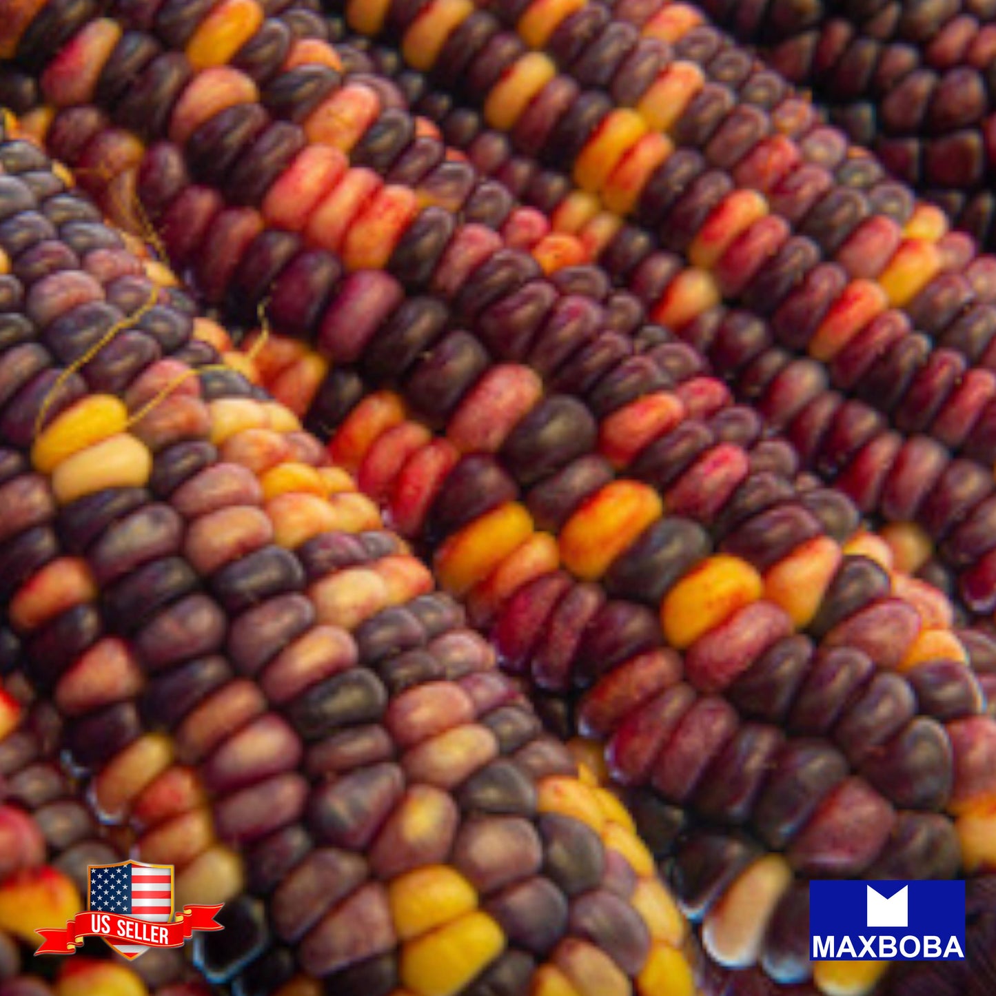 Corn Flint Ornamental Rainbow (Multicolors) Seeds Vegetable Heirloom Non-GMO