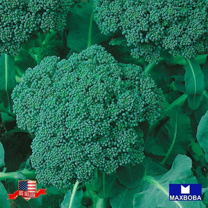 Broccoli Seeds - Green Sprouting Calabrese Non-GMO Heirloom