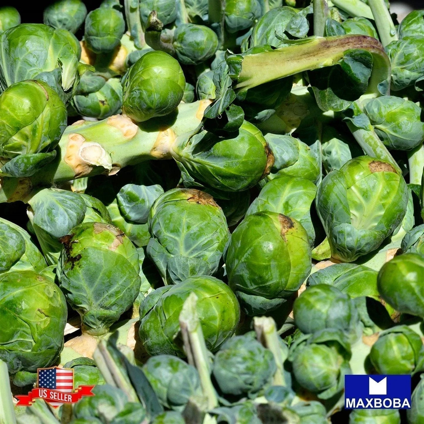 Brussels Sprouts Long Island Improved Seeds Heirloom Non-GMO