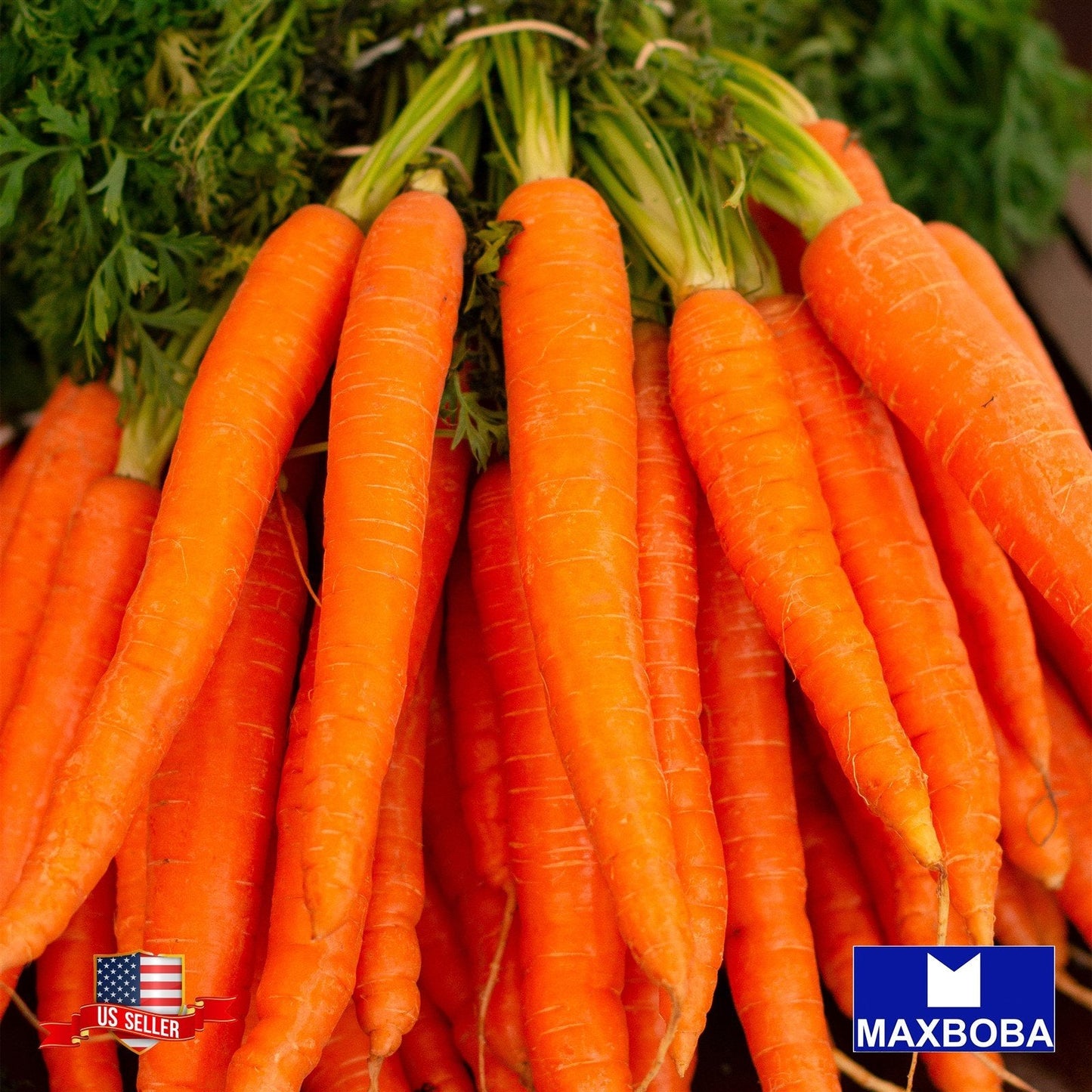 Carrot Seeds - Danvers 126 Non-GMO Heirloom