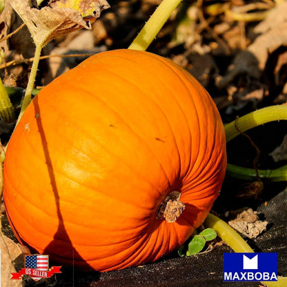 Pumpkin Seeds - Connecticut Field Non-GMO Heirloom