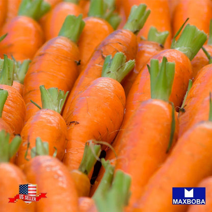 Carrot Seeds - Little Fingers Non-GMO Heirloom