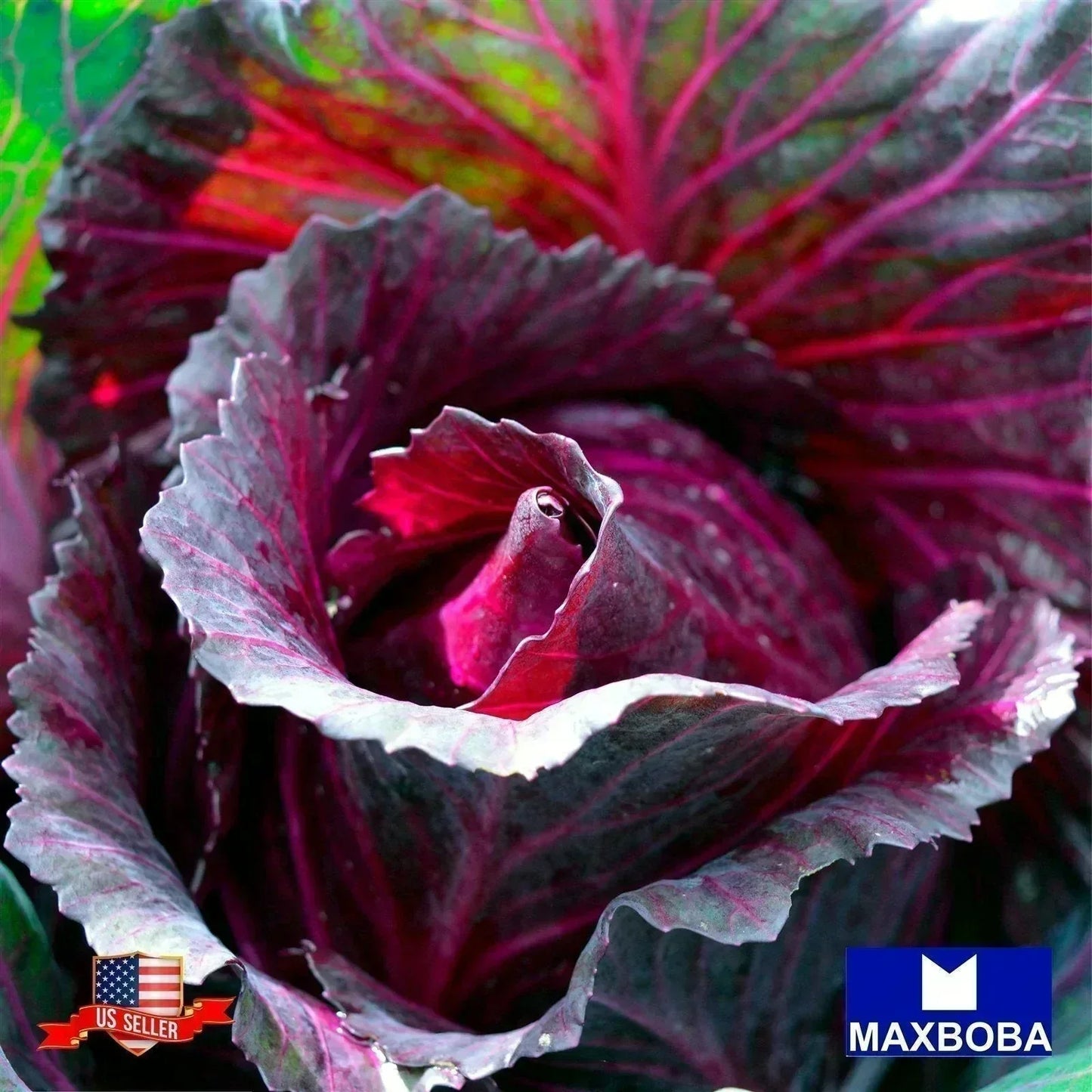 Cabbage Seeds - Red Acre Non-GMO Heirloom