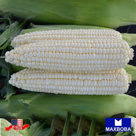 Corn Seeds - Truckers Favorite White Non-GMO Heirloom