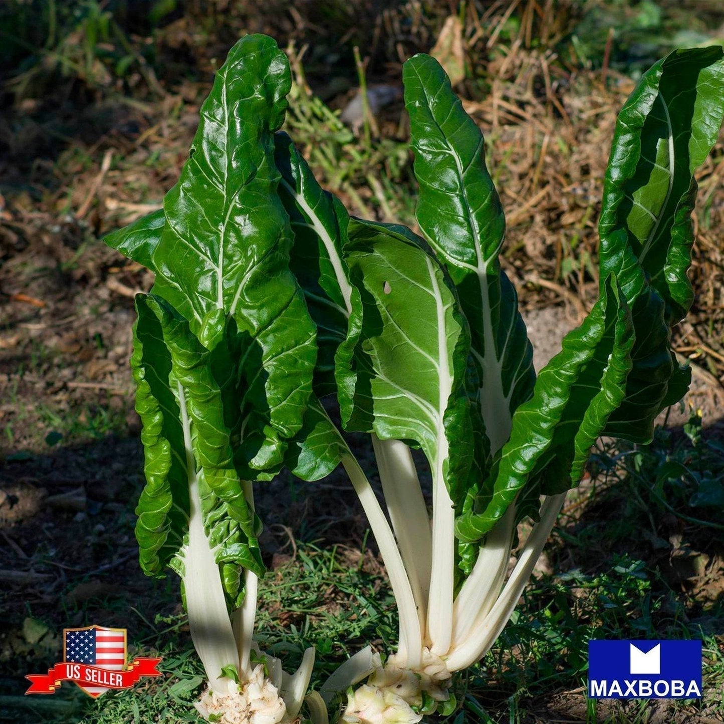 Swiss Chard Seeds - Fordhook Giant Non-GMO Heirloom