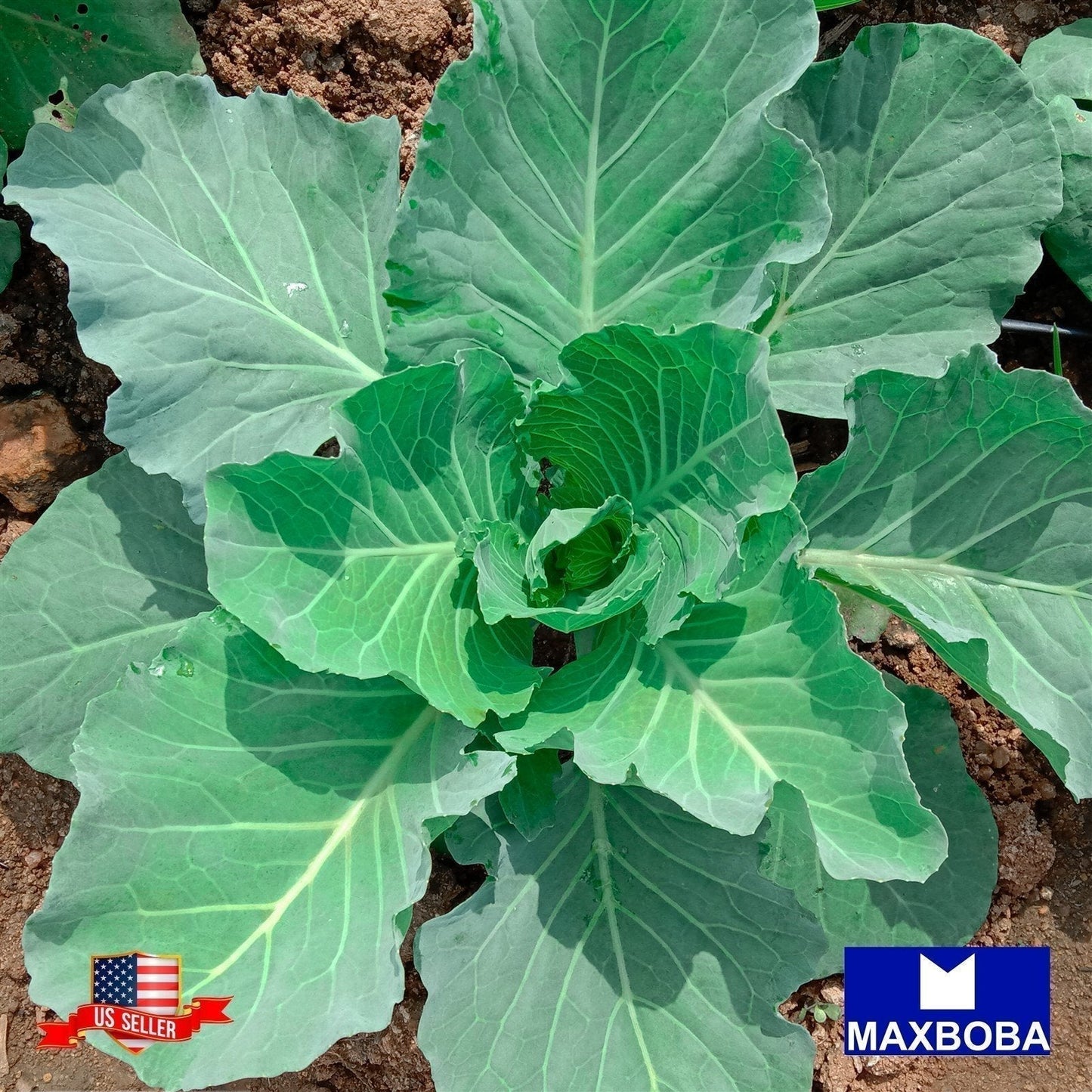 Kale Seeds - Premier Non-GMO Heirloom
