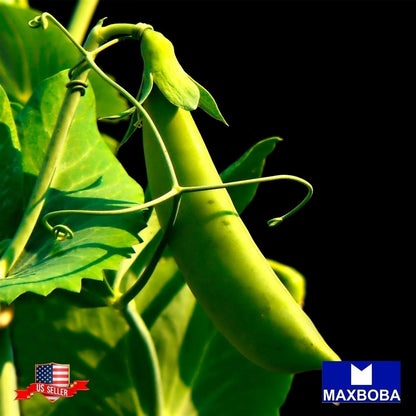 Pea Seeds - Snap - Sugar Snap Non-GMO Heirloom
