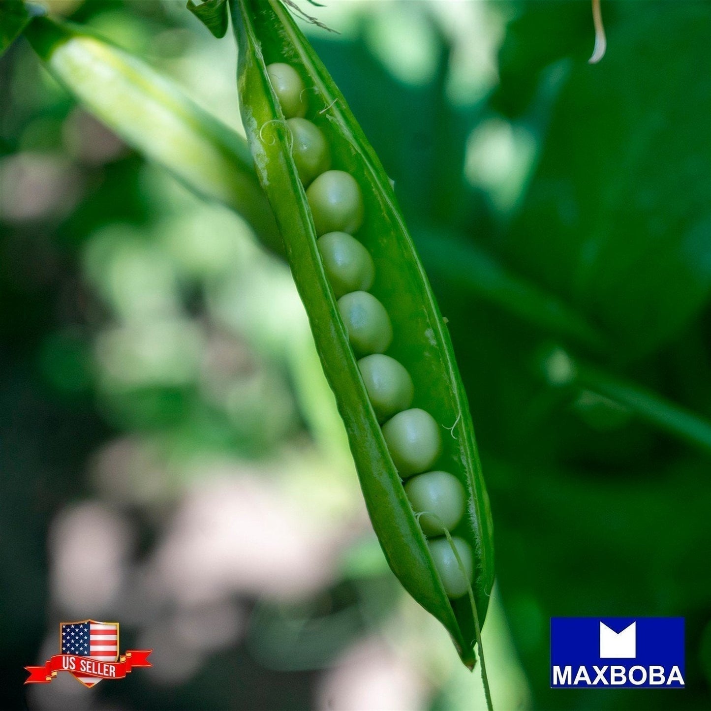 Pea Seeds - Snap - Sugar Ann Non-GMO Heirloom