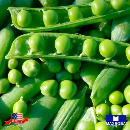 Pea Seeds - Green Arrow Non-GMO Heirloom