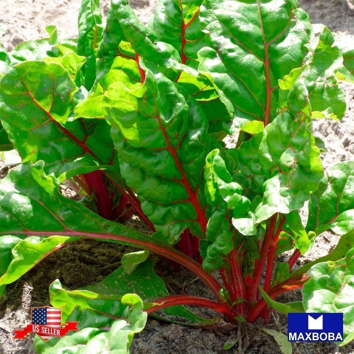 Swiss Chard Seeds - Ruby Red Non-GMO Heirloom