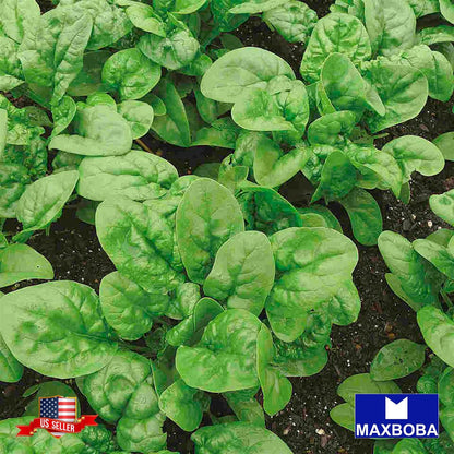 Spinach Bloomsdale Long Standing Seeds Non-GMO Heirloom