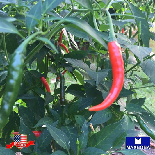 Pepper Seeds - Hot - Thai Prik Mun Non-GMO Heirloom